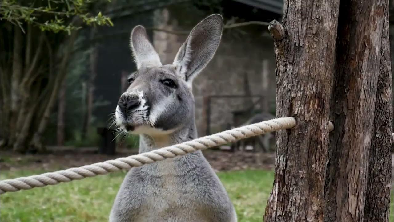 How Do Kangaroo Sound? Get to know the kangaroo and its sounds noises