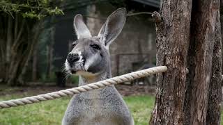 How Do Kangaroo Sound? Get To Know The Kangaroo And Its Sounds - Noises