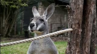 How Do Kangaroo Sound? Get to know the kangaroo and its sounds - noises!