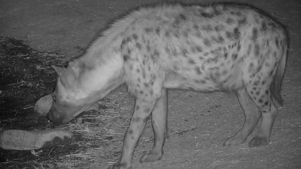 camera iphone 8 plus apk Djuma: Hyenas activity at pan - 08/05/19