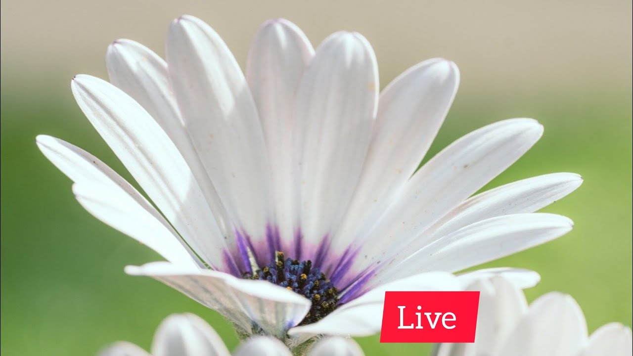 Anbudan Siva motivational speech is live