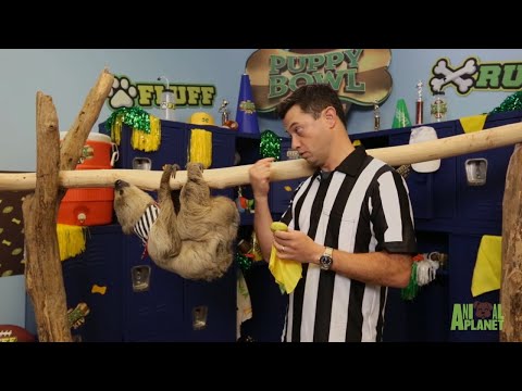 There's A New Referee At Puppy Bowl XIV