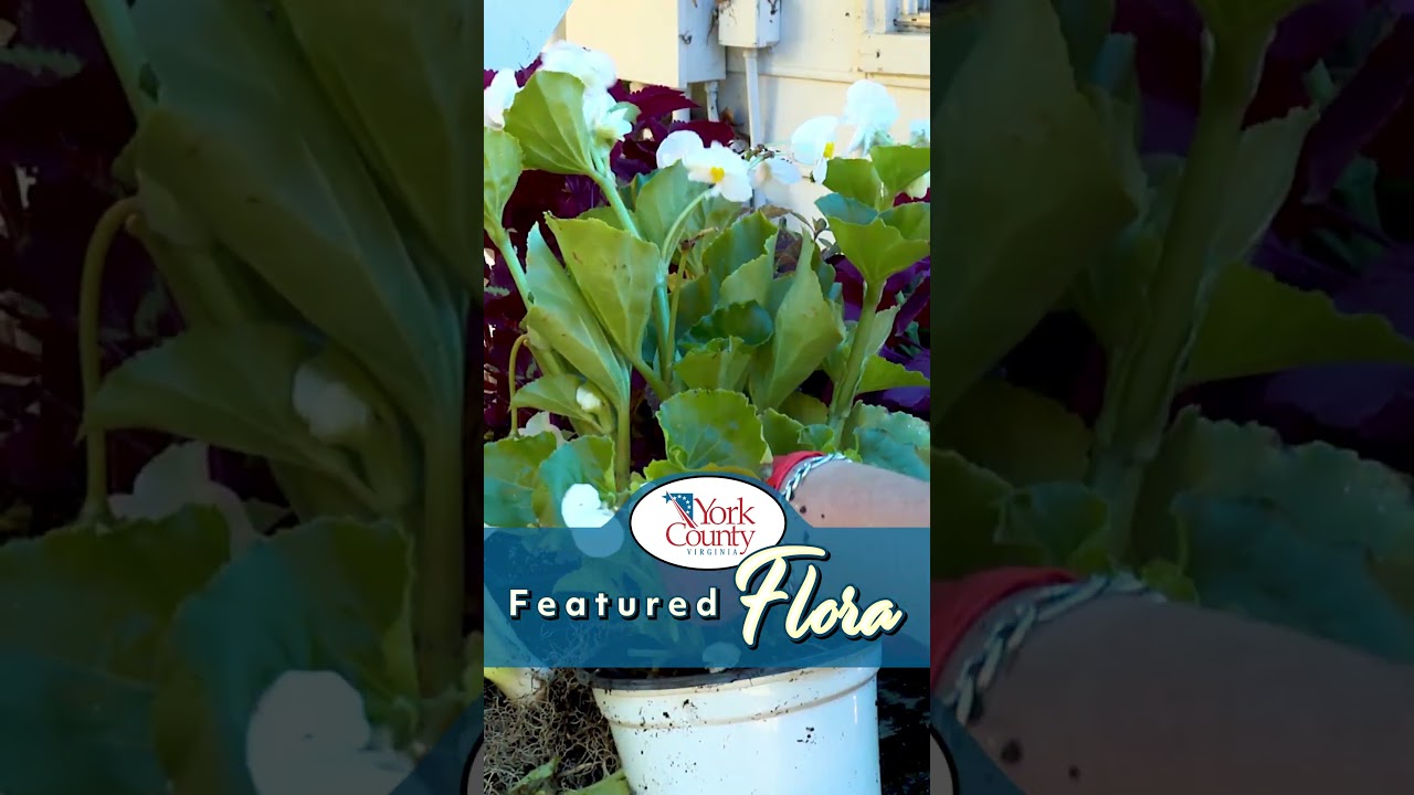 York County's Featured Flora - Whopper Begonias