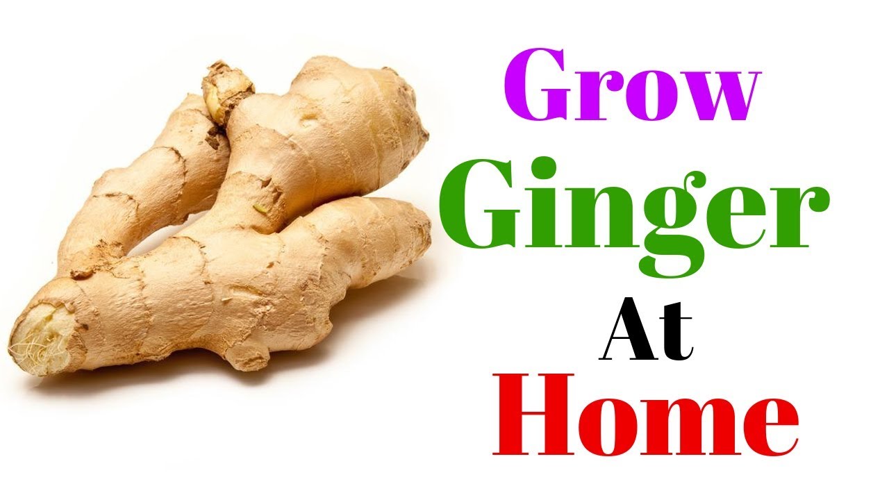 Grow Ginger at Home || With Result Update || Adrak 