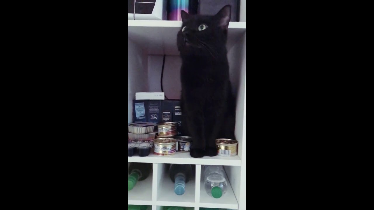 Black cat asking for food - Cat meowing 