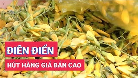 Điên điển đầu mùa nước nổi hút hàng giá bán cao