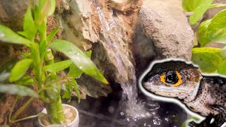 We Built A Waterfall In A Bioactive Tank! | Crocodile Skink Bioactive Setup