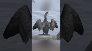 🥵 உலகின் பறக்காத பறவை 🐦