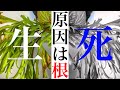 【枯れる？】山採りリドレイが絶不調なので解体して原因を探る。