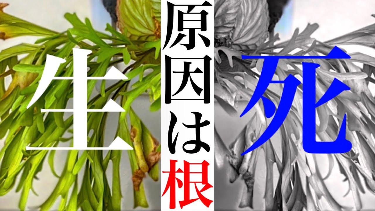 【枯れる？】山採りリドレイが絶不調なので解体して原因を探る。