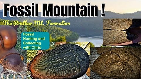 Fossil Mountain! The Panther Formation,  Fossil Hunting and Fossil Collecting with Chris -  Fossils