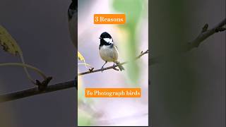 Three more reasons to photograph birds #wildlifeshorts