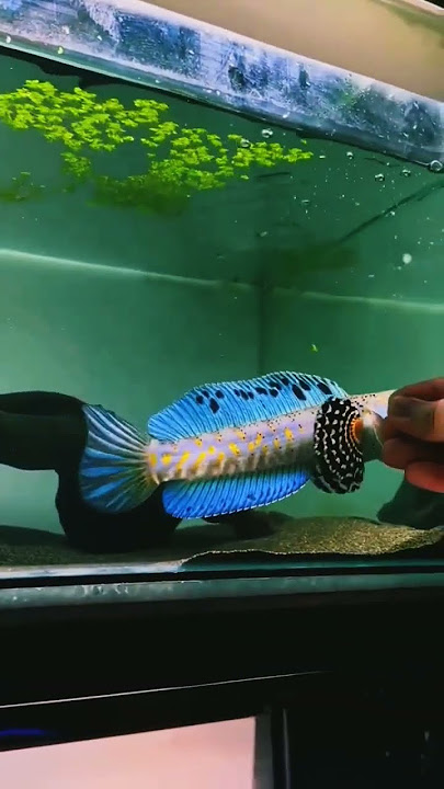 #cynematic #channa Bpulcra #hobbies #pulchra #6