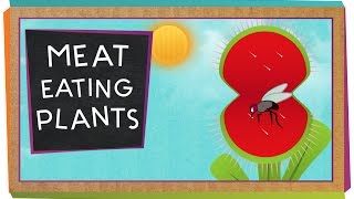 Meat-Eating Plants | Botany for Kids | SciShow Kids