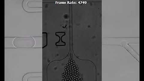Cantus Firmus microfluidics slow motion video #1