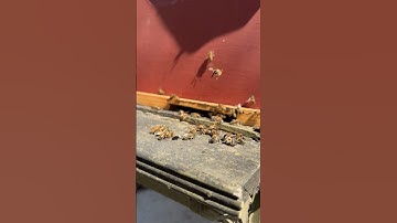 Adding an entrance reducer #Beekeeping #beekeeper #Bees #beehive