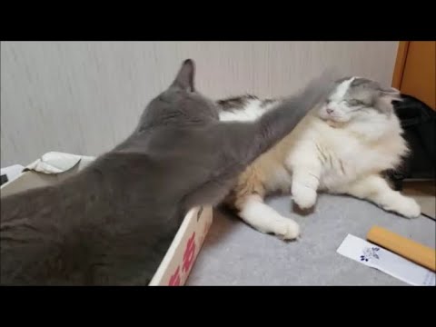 もちとらの濃密な5分間 殴られたり走ったりクツと戦ったり Youtube もちとらの濃密な5分間 殴られたり走ったりクツと戦ったり Youtube