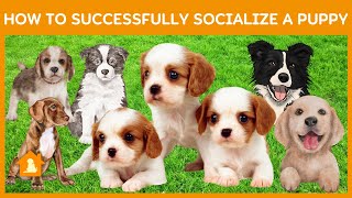 How to Socialize a Puppy & Why It's So Important | Pets Guideline by Pets Guideline 33 views 1 year ago 5 minutes, 41 seconds