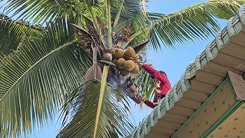 Cưa  cây  dừa  nghiêng  vào nhà .Bằng tài  năng  .Cưa  cây  kỷ thuật  cao