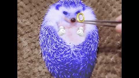 Real life Sonic the Hedgehog