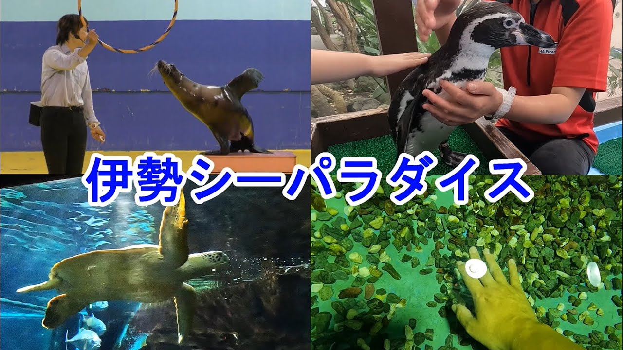 【伊勢シーパラダイス】伊勢夫婦岩ふれあい水族館に行ったよ！アシカショーが、とっても楽しかった 2023/5/4(木)