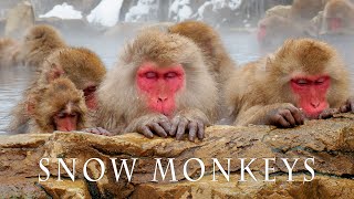 【4K Snowfall】SNOW MONKEY RESORTS 2021. #地獄谷野猿公苑 #4K