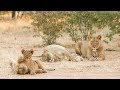 Celebrating World Lion Day at AfriCat North in Namibia | The Lion Whisperer