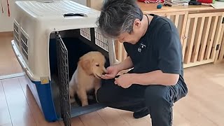 １０㌔を超えた大きな子犬。抱っこが出来なくなる前にこれを。【Golden Retriever japan】