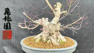 Repotting japanese maple deshojo💪🏻