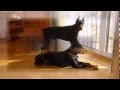 Our Dobermans /// Наши доберманы