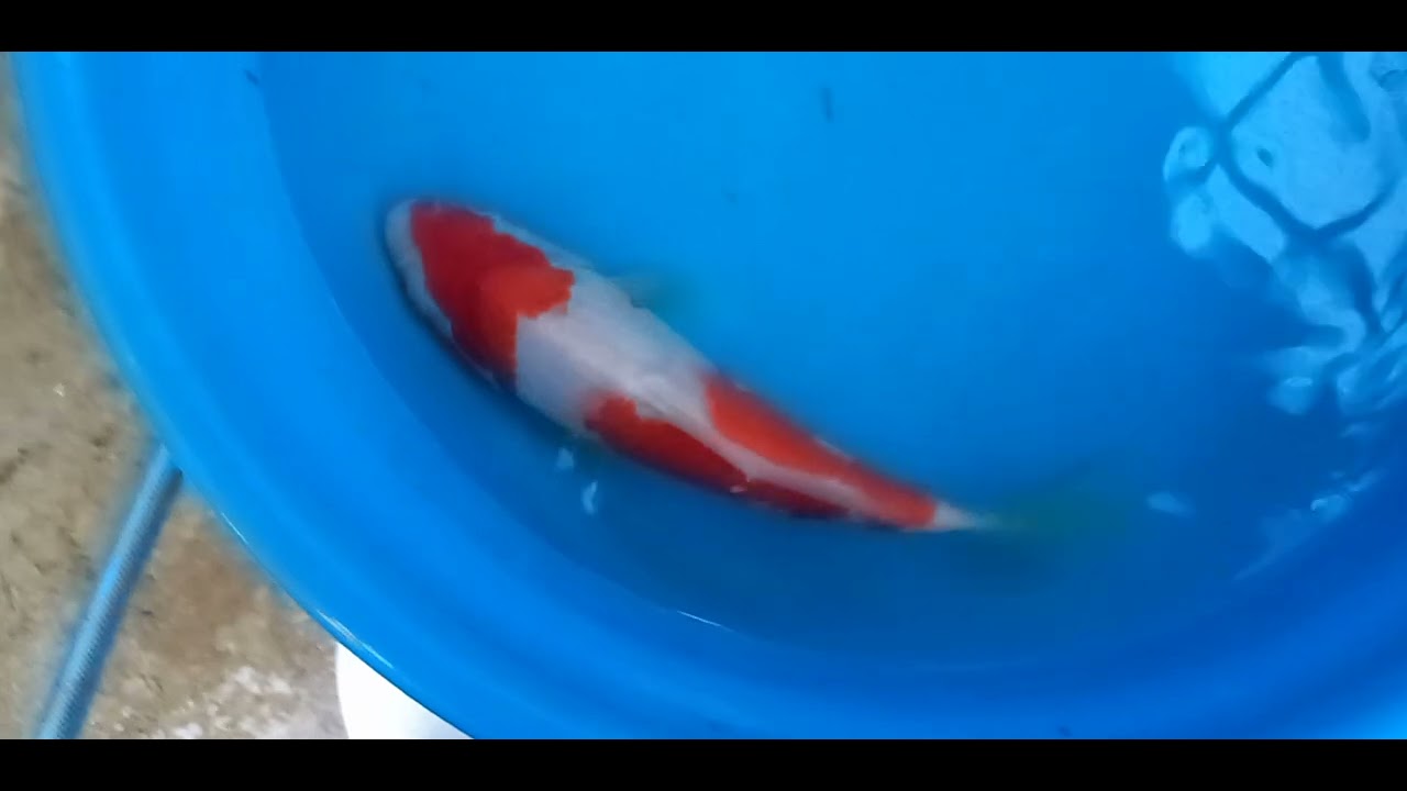 更新 再値下げ品評会用 二歳と当歳 - 錦鯉の販売・通販 古澤養魚場