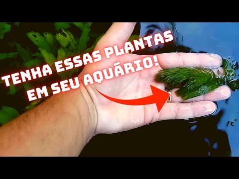 Vídeo: Informações sobre o cultivo de plantas de raposa e filhotes - dicas para plantar sementes de raposa e filhotes