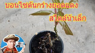 บอนไซสตอรี่กับน้าเล็ก#: บอนต้นกร่างเกาะตอ ทรงบัณฑิต สไตล์น้าเล็ก