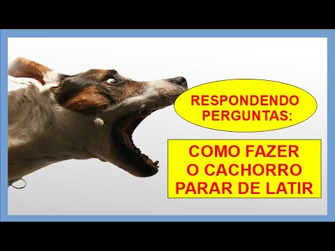 Vídeo: Pergunte a um treinador de cães - Como faço para escolher um brinquedo estimulante para o meu cão?