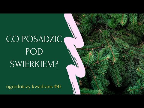 Wideo: Surowe Klomby W Cieniu. Zwykłe Klomby W Zacienionym Miejscu. Zdjęcie