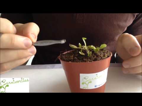Venus flytrap (Dionaea) Carnivorous plant - tramp mechanism and how to take care