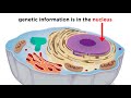 Eukaryotic Cells Part 1: Animal Cells and Endosymbiotic Theory