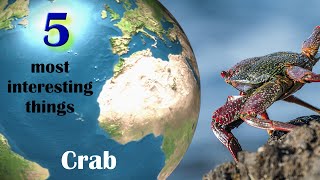 Crab - 5 Most Interesting Things