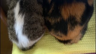 尻見えてるよ猫。