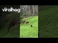 Cat Sammy And His Deer Herd Crew || ViralHog