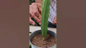 زراعة فاكهة التنين Dragon Fruit 