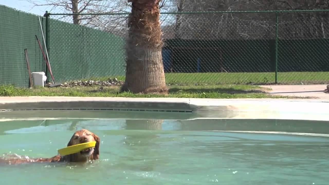 durafoam dog frisbee
