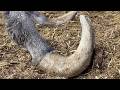 Shocking! This 1-Year-Old Donkey Already Has A Foot-Long Hoof 🐴 We Must Help It!【DONKEY HOOF SAVIOR】