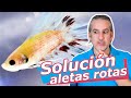 ALETAS ROTAS: Causas y soluciones [ Enfermedades en PECES ]