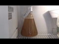 How to make a yeast starter for homebrewing  homebrew academy