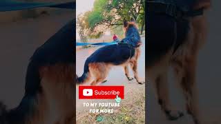 My Boy Buzzo Stud Available So Sweet Boy Call 9120208429