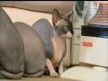 Sphynx Cats の動画、YouTube動画。