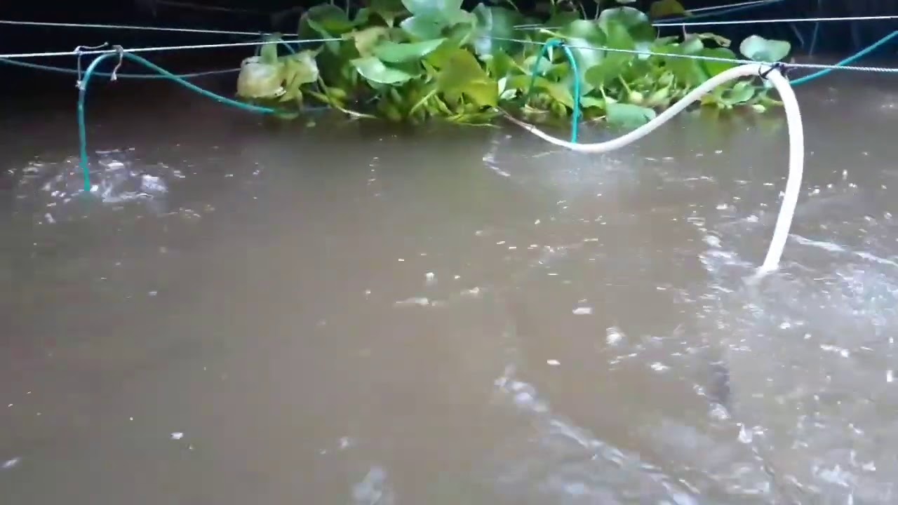 Bottom clean fish farming YouTube