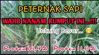 RUMPUT PAKCHONG || RUMPUT PAKAN TERNAK KUALITAS TERBAIK ...‼‼👍👍