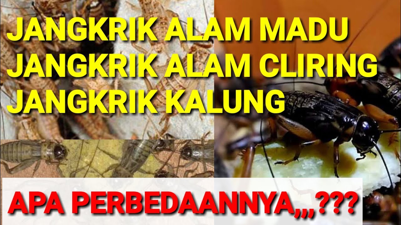 PERBEDAAN JANGKRIK ALAM MADU, CLIRING DAN JANGKRIK KALUNG 